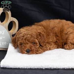 Pansy, Miniature Poodle Puppy